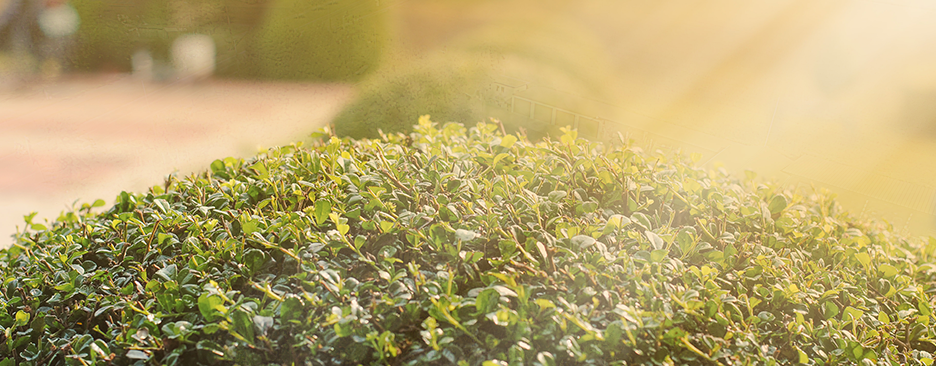 Grünflächenmanagement - ERB GaLaBau GmbH